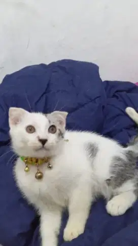 Open Adopt Kucing Scottish Fold