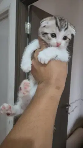 Open Adopt Kucing Scottish Fold