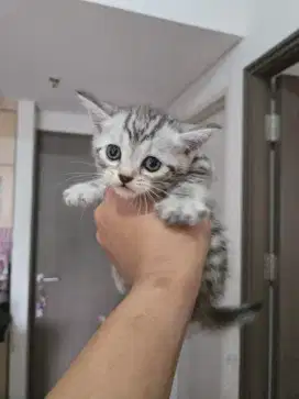 Open Adopt Kucing Scottish Straight