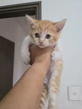 Open Adopt Kucing Scottish Straight