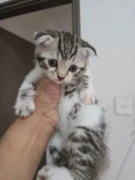 Open Adopt Kucing Scottish Fold