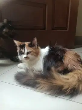 Kucing anggora usia 6 bulan