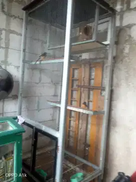 Dijual burung murai batu ada 2 pasang