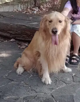 Anjing golden retriever
