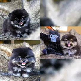 Super mini pom jantan cakep