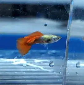 Hiasan Akuarium Ikan Hias Guppy