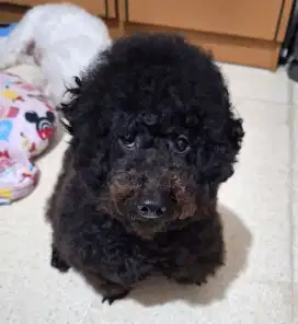 Toy poodle grey jantan