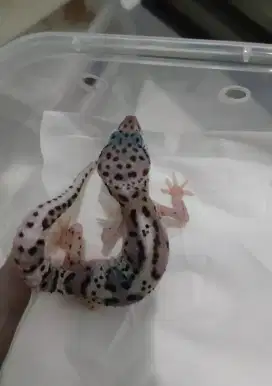 Gecko anakan warna tegas cerah corak unik