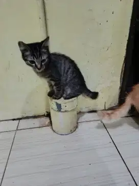 Open adopsi kitten