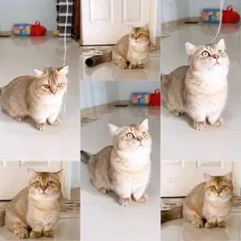 Kucing BSH Munchkin Jantan Golden buled ganteng