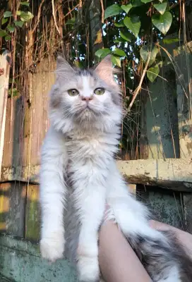 Kucing Persia betina