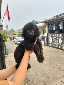 Open adopt tiny poodle jantan
