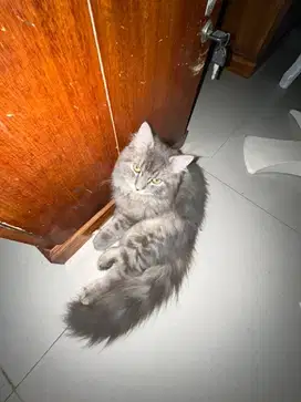 Lepas adopt kucing betina
