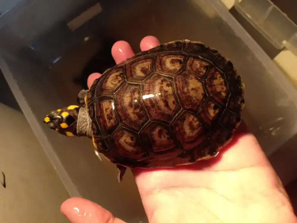 Kura kura unifilis badut remaja