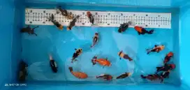 Ikan koki oranda