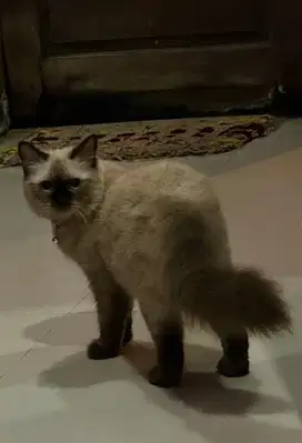Kucing siam himalayan betina 1 tahun