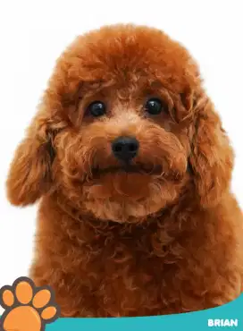 Lepas adopt poodle jantan sudah sekolah