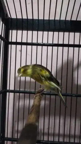 Burung kenari AFsf betina
