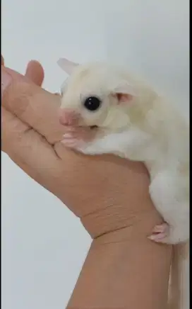 SUGAR GLIDER LEU BETINA