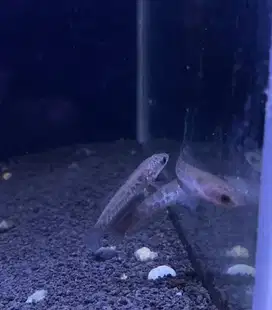 Chana auranti ch 5cm