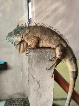 Red Iguana Jantan