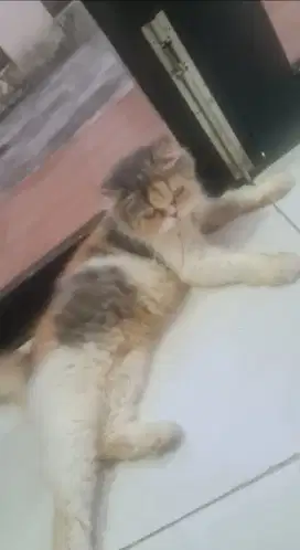 Lepas adopt peak nose betina, lucu 3 warna