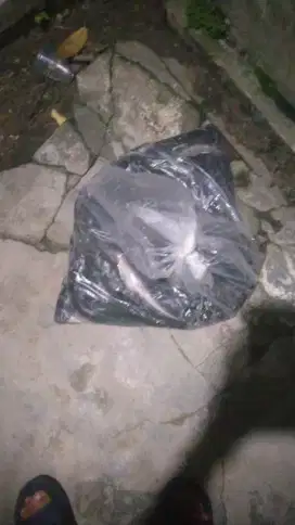 Lowongan pekerjaan sebagai kurir atau pengantar ikan