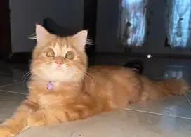 Kitten jantan persimed x bigbone umur 4 bulan gembul,lincah,aktif