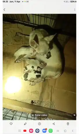 Anjing ciwawa kecil bagus