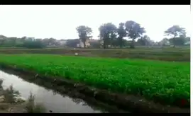 Tanah Datar Di Cimone Tangerang