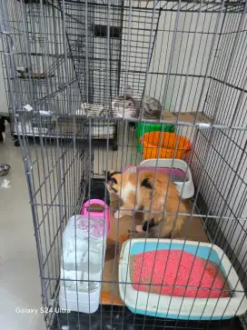 Sangkar kucing 4 tingkat