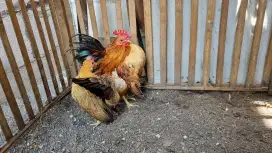 Sepasang Ayam serama