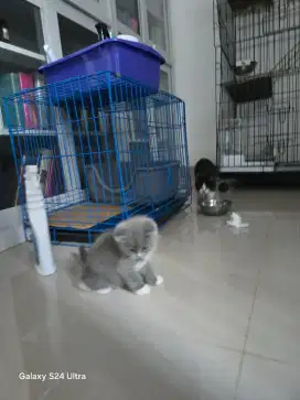 Sangkar kucing satu tingkat