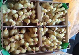 Karanganyar, Ready Bibit/ DO Peking Pedaging Berkualitas