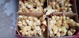 Cianjur, Jual Bibit/ DOD Peking Pedaging Berkualitas