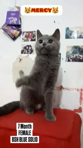 Kucing BSH British Shorthair