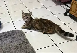 Munchkin Betina Shorthair Adult Proven