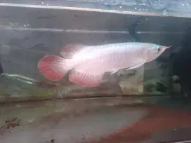 Ikan arwana super red