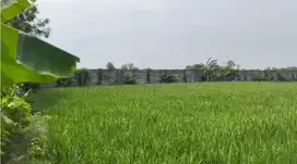Dijual Tanah Lokasi bagus dan strategis  Pengampelan, Walantaka