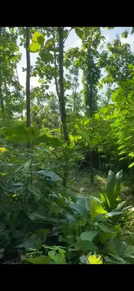 Tanah Pekarangan View bagus Banjararum Kalibawang KP