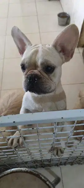 FRENCH BULLDOG FRENCHIE BETINA LUCU STAMBUM