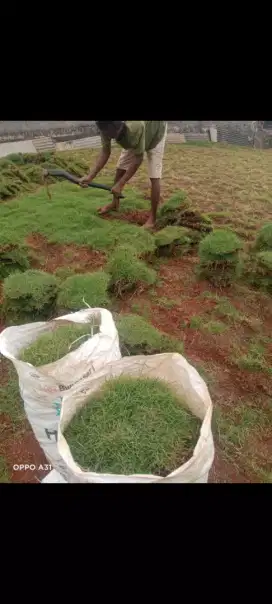Jual rumput jepang karungan