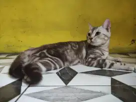 Kucing bsh x kucing benggal