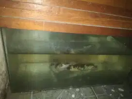 Ikan lele albino nego ditpt