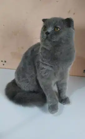 Kucing scottish fold jantan dan female jakarta