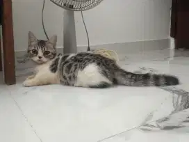 Kitten Munchkin short hair