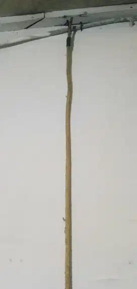 Ekor Ikan Pari Antik