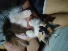 Kiten Persia Medium Calico