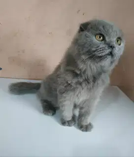 Kucing scottish fold male dan female jkt