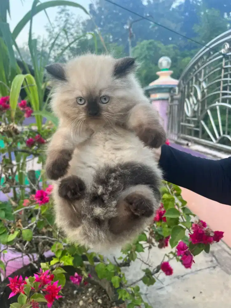 Kucing Himalaya betina sealpoint kitten